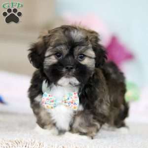 Prince, Lhasa Apso Puppy
